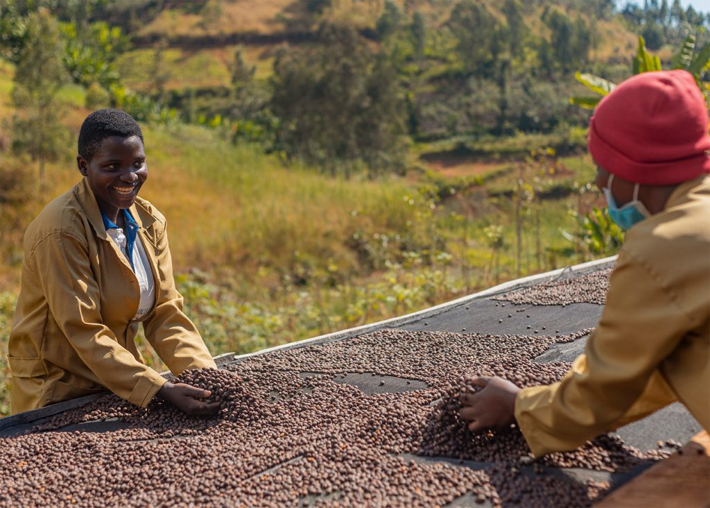Coffee Processing Methods In Rwanda: Washed vs Natural