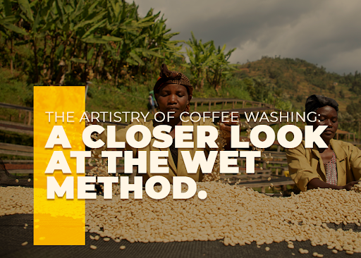 The Artistry of Coffee Washing: A Closer Look at the Wet Method