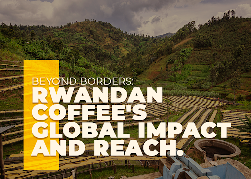 Beyond Borders: Rwandan Coffee's Global Impact and Reach