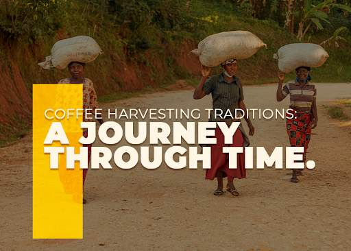 Coffee Harvesting Traditions: A Journey Through Time