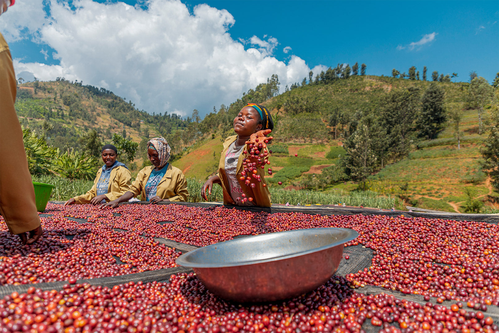 Connecting with Rwanda: The Impact of Matriarch Coffee