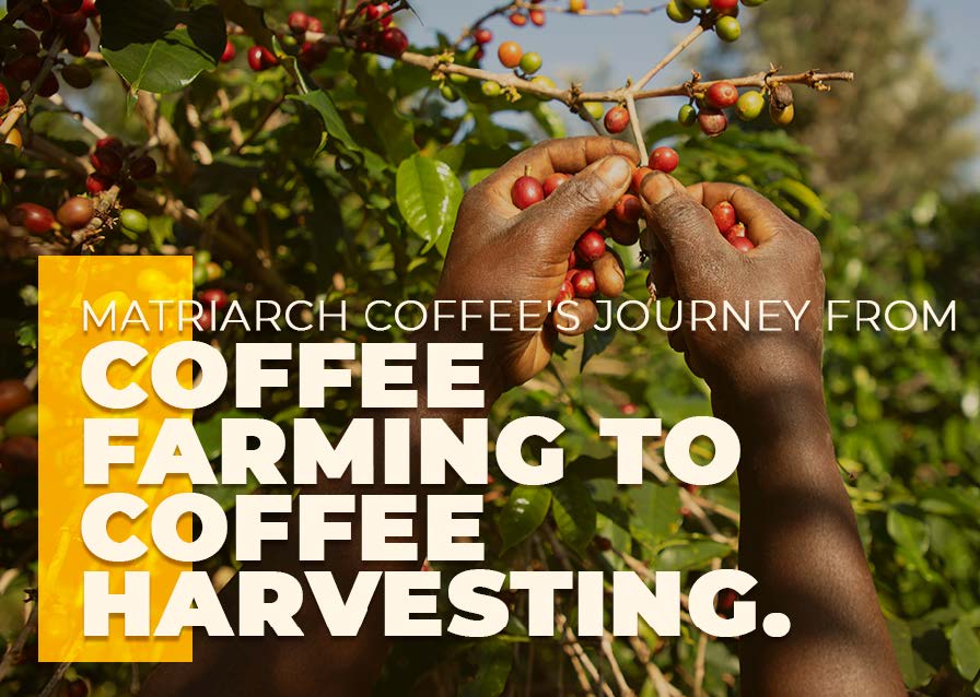 Matriarch Coffee's Journey from Coffee Farming to Coffee Harvesting.