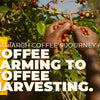 Matriarch Coffee's Journey from Coffee Farming to Coffee Harvesting.
