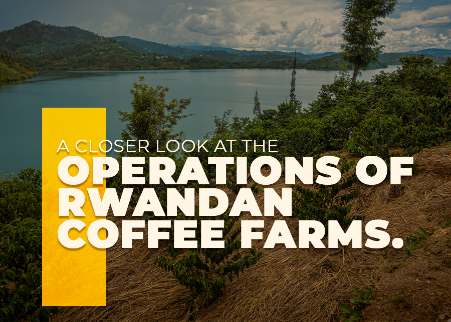 A Closer Look at the Operations of Rwandan Coffee Farms